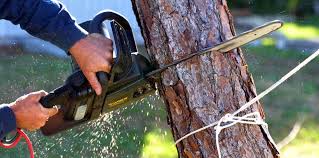 Best Tree Removal Service  in Angels, CA