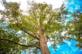 Trusted Angels, CA Tree Services Experts