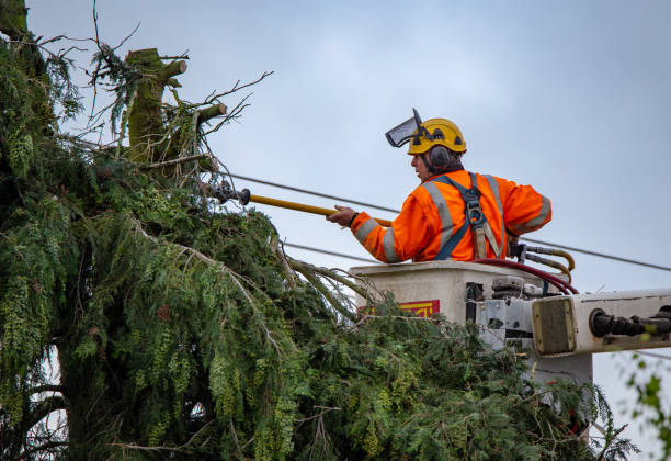 Best Palm Tree Trimming  in Angels, CA