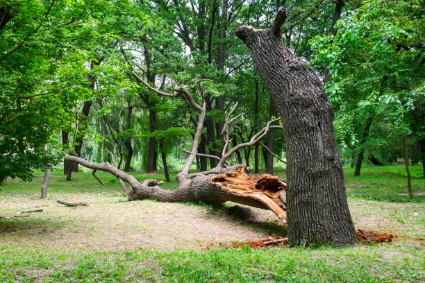 Best Fruit Tree Pruning  in Angels, CA