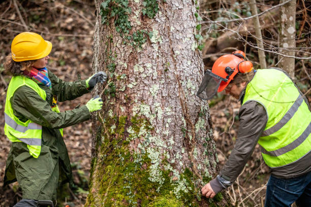 Best Arborist Consultation Services  in Angels, CA