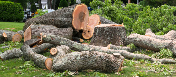 Best Storm Damage Tree Cleanup  in Angels, CA