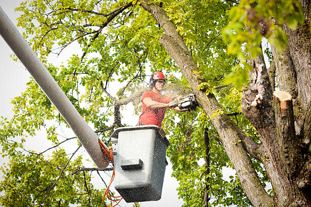 Best Hedge Trimming  in Angels, CA