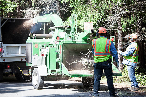 Best Root Management and Removal  in Angels, CA