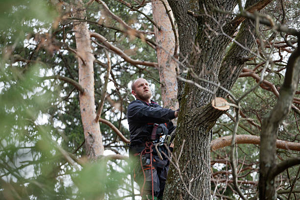 How Our Tree Care Process Works  in  Angels, CA